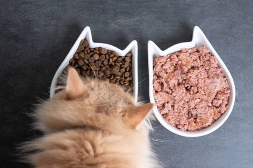 Kann man Trocken- und Nassfutter für Haustiere mischen?