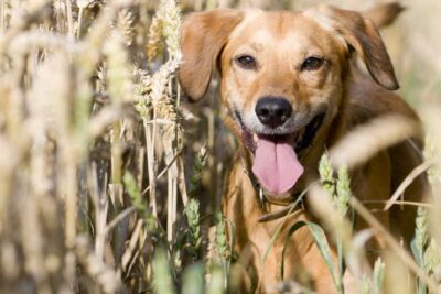 Ist Weizen gut für Hunde? Risiken, Vorteile + Empfehlungen