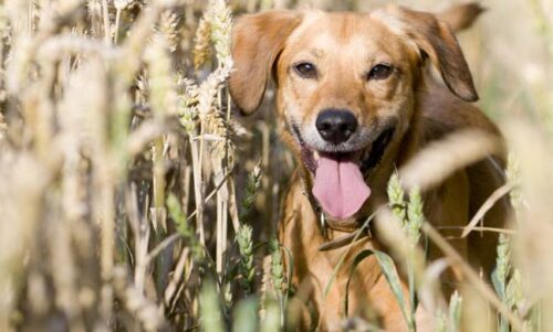 Ist Weizen gut für Hunde? Risiken, Vorteile + Empfehlungen